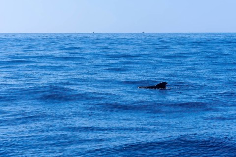 Whale Calderon Tropical the smallest whale in the world on the Costa de Adeje in the south of Tenerife