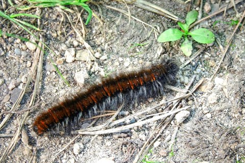 Caterpillar of the fox moth