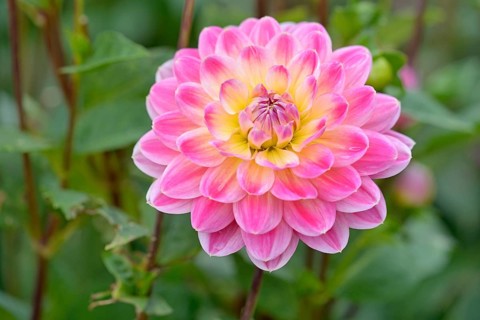 Water lily dahlias