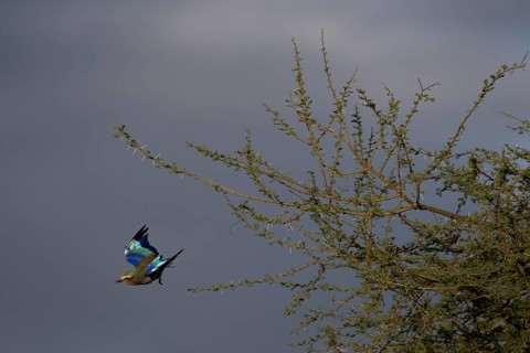Roller