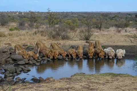 Lions