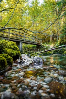 Bridge in beautiful green nature