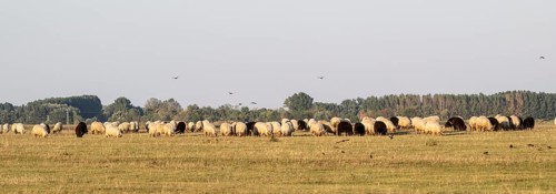 Zackel domestic sheep