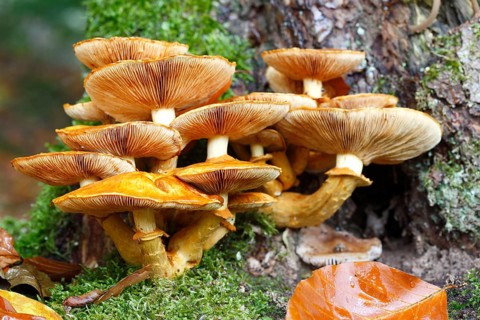 Sheathed woodtuft