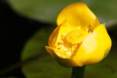 Open flower of a pond-lily