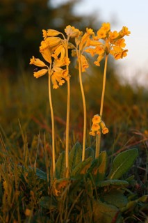 Common cowslip