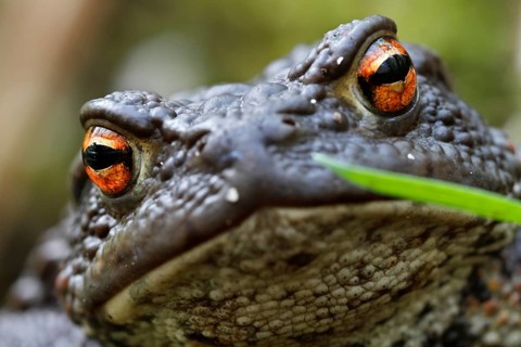 Common toad