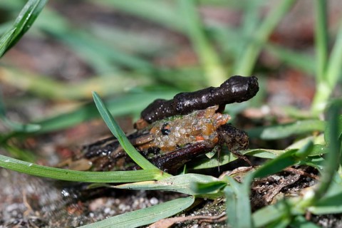 Larva of a caddis fly in its tube