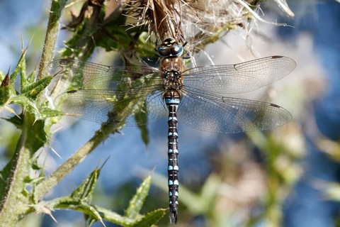 Migrant hawker