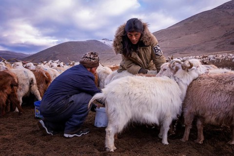 Milking of the goats by Changpa nomads