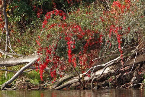Wild vine in autumn