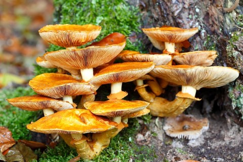 Sheathed woodtuft
