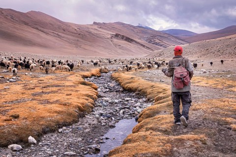 A herder with his Chyangra pashmina goats