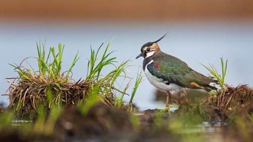 Northern lapwing