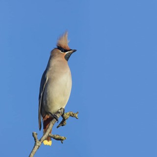 Bohemian waxwing