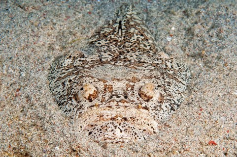 Marbled Stargazer