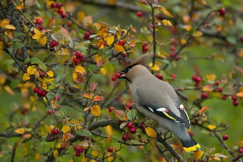 Bohemian waxwing