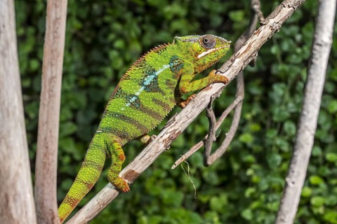 Panther chameleon