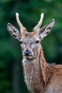 Red deer