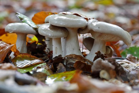 Clouded funnel fungus