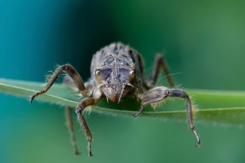 Dragonfly larva in front of hatching on a reed leaf