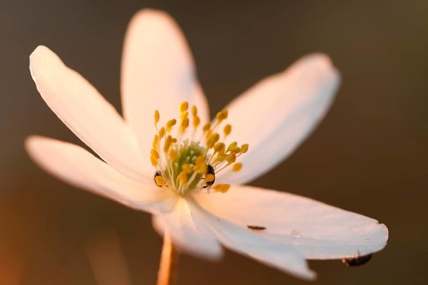 Open flower of Wood Anemone