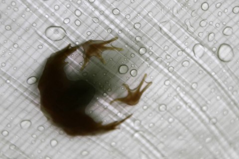 Frog on a rain tarp after the rain