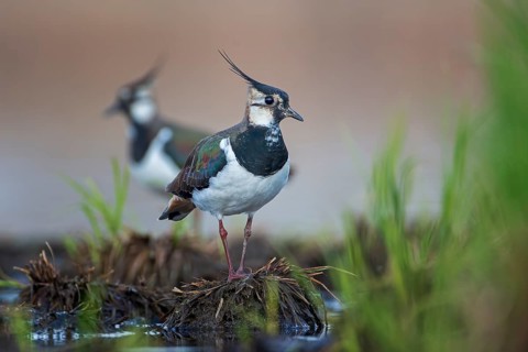 Northern lapwing