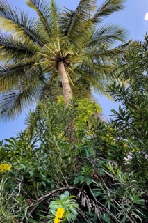 View from below of lower palm fronds of palm crown Crown of palm Coconut palm