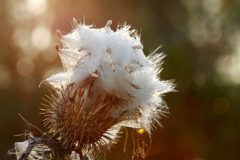 Thistle