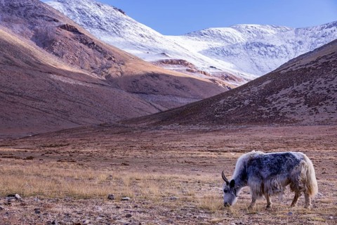 Yak near Taglang La pass
