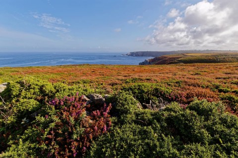 Heathland and rocky coast at Pointe de Castelmeur
