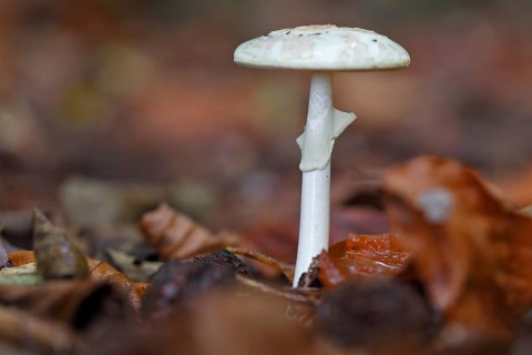 Spring tuber leaf fungus