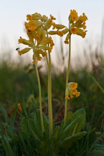 Common cowslip