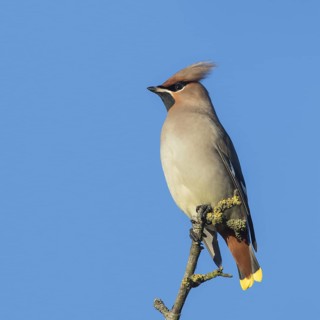 Bohemian waxwing