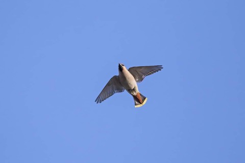 Migrating Bohemian waxwing