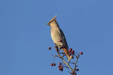 Bohemian waxwing