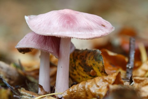 Pink small forest mushroom