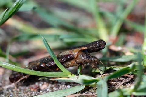 Larva of a caddis fly in its tube