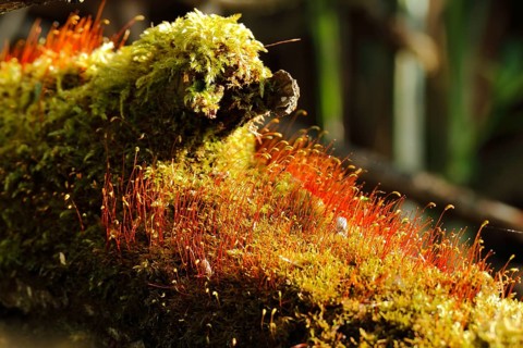 Spore capsules of the golden lady's moss