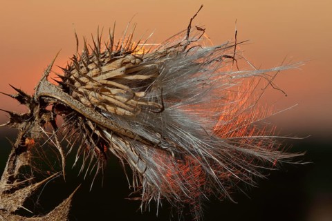 Seed stand of creeping thistle