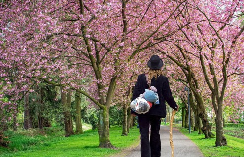 Travelling Craftswoman Japanese Cherries Alley Stadthagen Germany