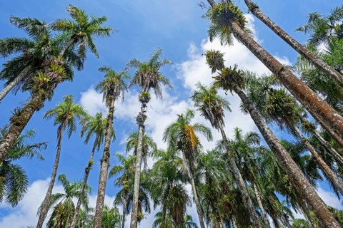 Royal palm