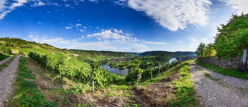 View from the vineyard of the Moselle bend near Kroev