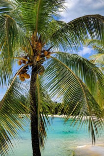 View between palm leaves and palm fronds on a small blue lagoon in front of a beach with palm trees Cocos nocifera on the north coast of Mauritius Island