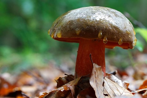 Chestnut boletus