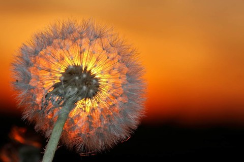 Common dandelion