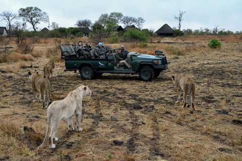 Tourists watching lions
