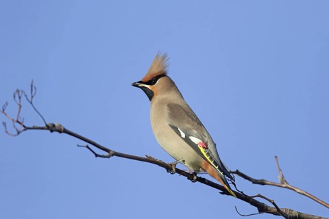 Migrating Bohemian waxwing