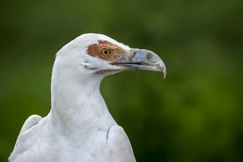 Palm-nut vulture